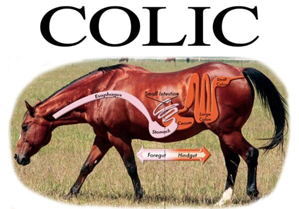 Diet Induced Colic In Horses
