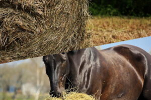 best type of Hay for as horse