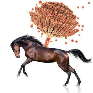 Are Myctoxins Harmful to Horses?