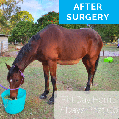 Horse after colic surgery
