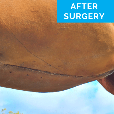 Horse after colic surgery - detail