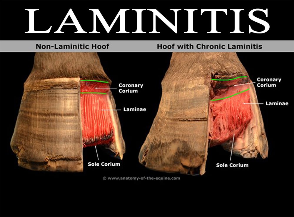 Nutrition Related Laminitis