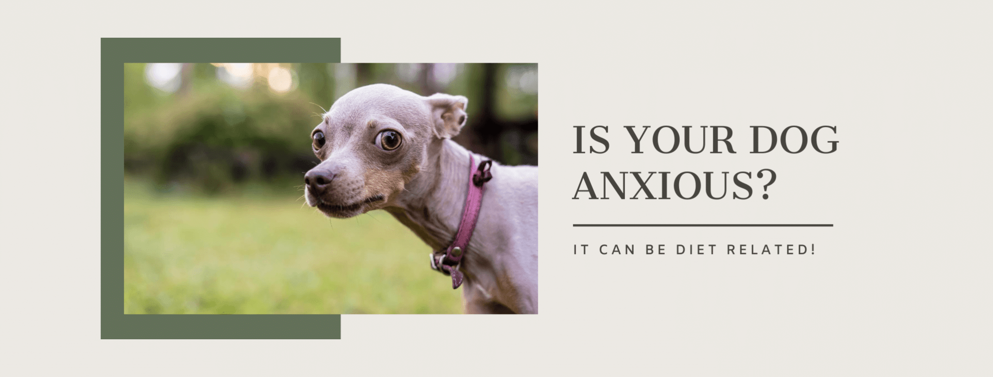 WHAT ARE THE SIGNS OF ANXIETY IN DOGS?