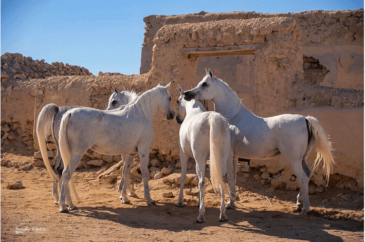 AL-WAAB-HORSES