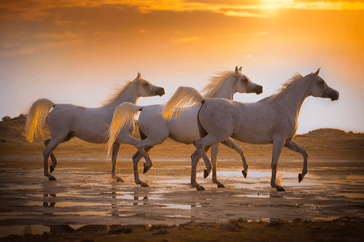 AL-WAAB-HORSES2