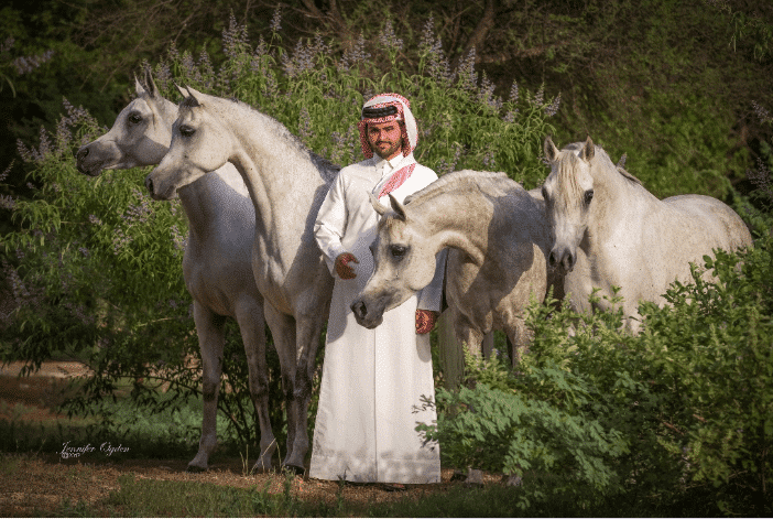 AL-WAAB-HORSES3