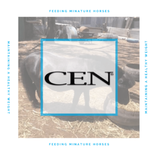 Episode 20 FEEDING MINATURE HORSES - Maintaining A Healthy Weigh