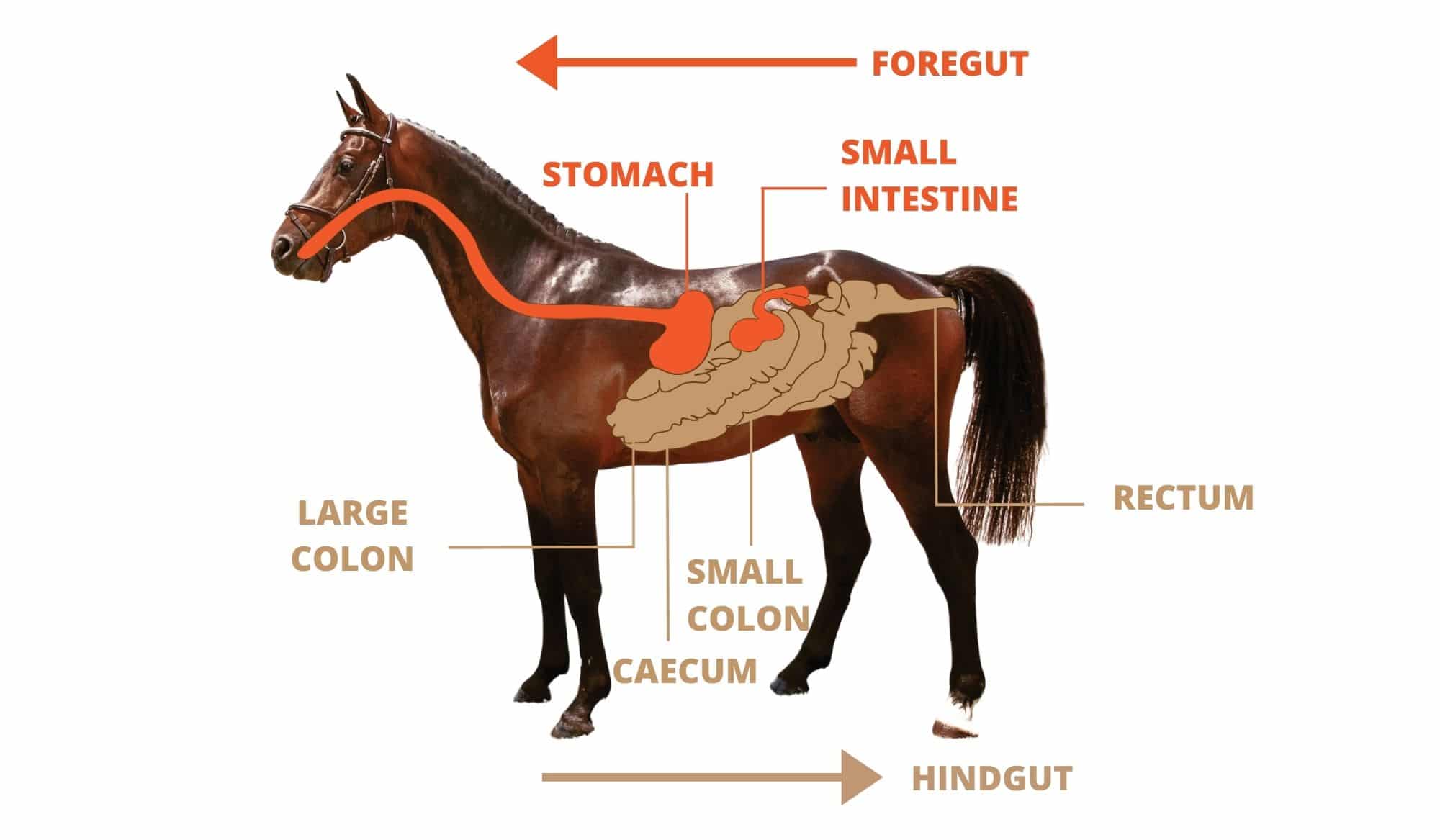 Horse - Hindgut and Foregut