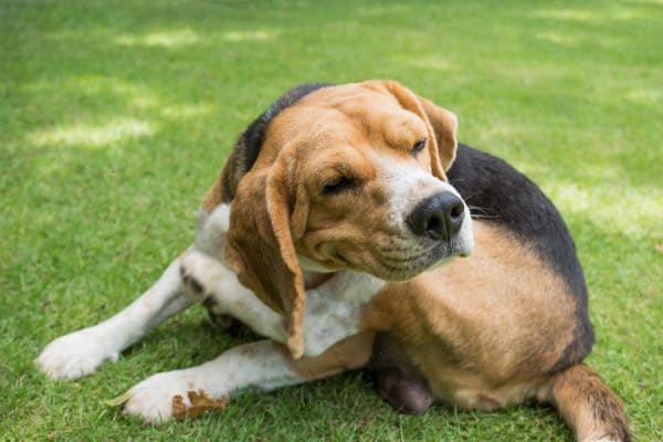 Grass Allergy in Dogs - Symptoms - CEN Dog Nutrition