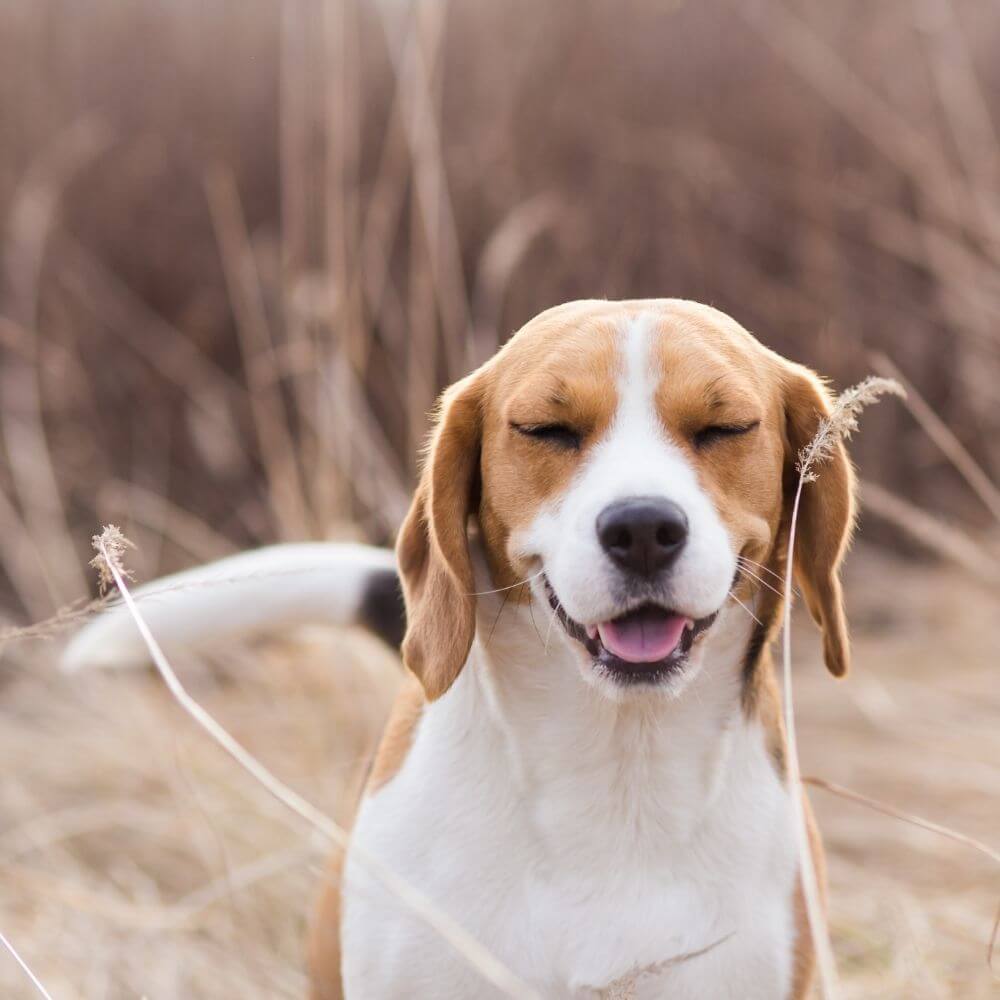 Grass Allergy in dogs