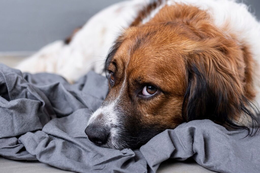 Symptoms of Leaky Gut Condition in Dogs (1)