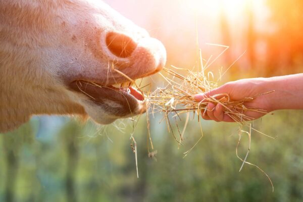 horse eating hay - CEN Nutrition Fibre Article