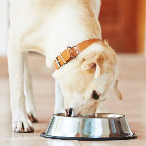 Fats in dog's diet