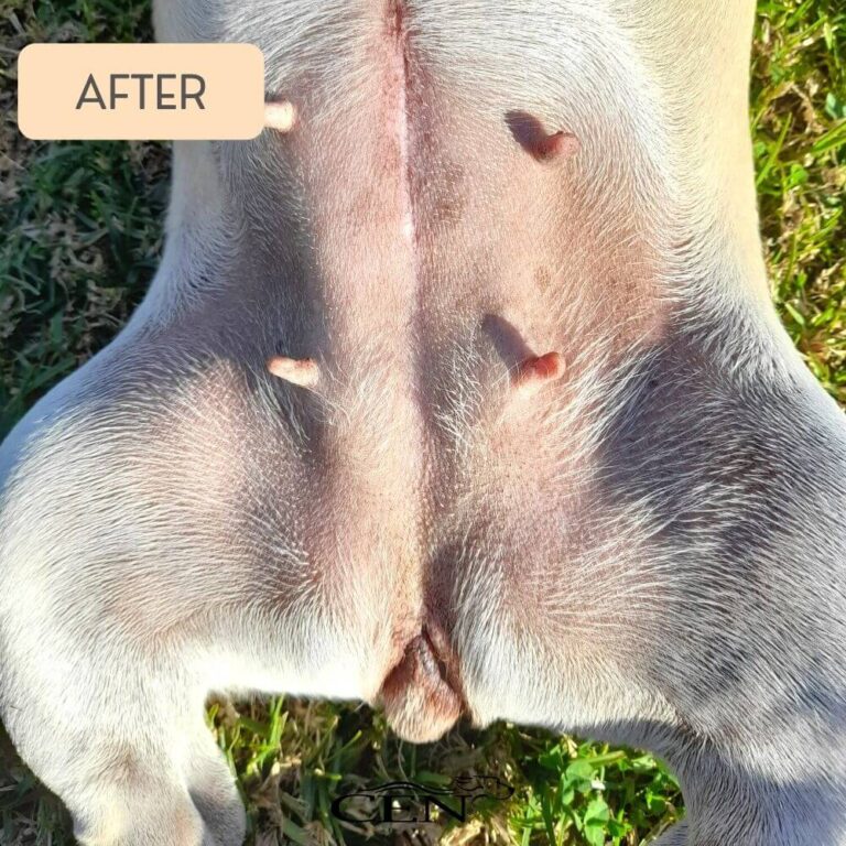 After CEN Dog skin dermatitis