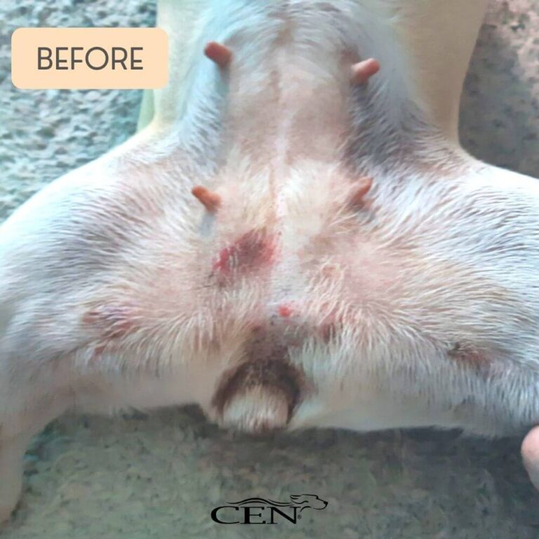 Before CEN Dog skin dermatitis