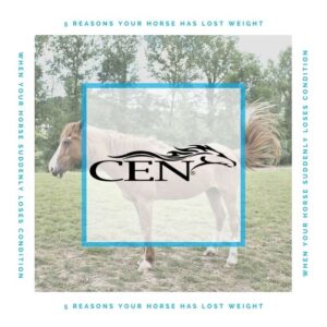 Episode 43 5 REASONS YOUR HORSE HAS LOST WEIGHT - When Your Horse Suddenly Loses Condition