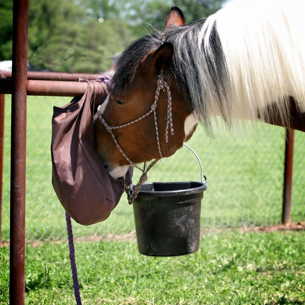 Nutrition and Laminitis in horse CEN Nutrition Article Eating horse