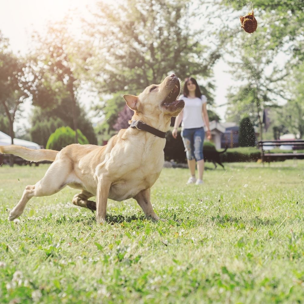 do mastiffs need a lot of exercise