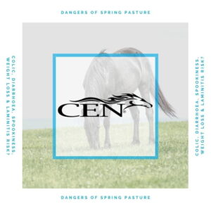 Episode 53 DANGERS OF SPRING PASTURE - Colic, Diarrhoea, Spookiness, Weight Loss & Laminitis Risk JPG