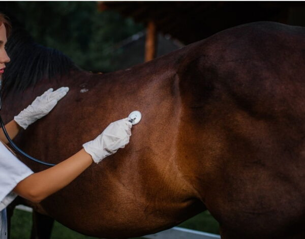 Hindgut Acidosis in Horses