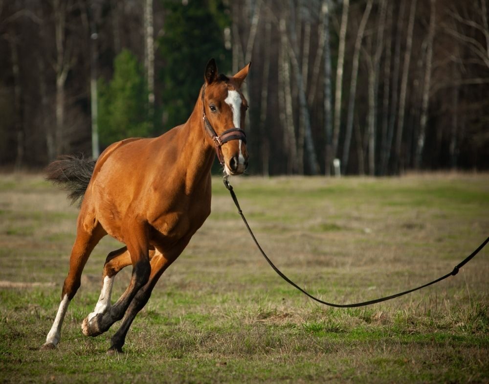 Training Young Horses - CEN Nutrition Article