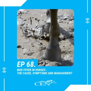 MUD FEVER IN HORSES – The Cause, Symptoms And Management