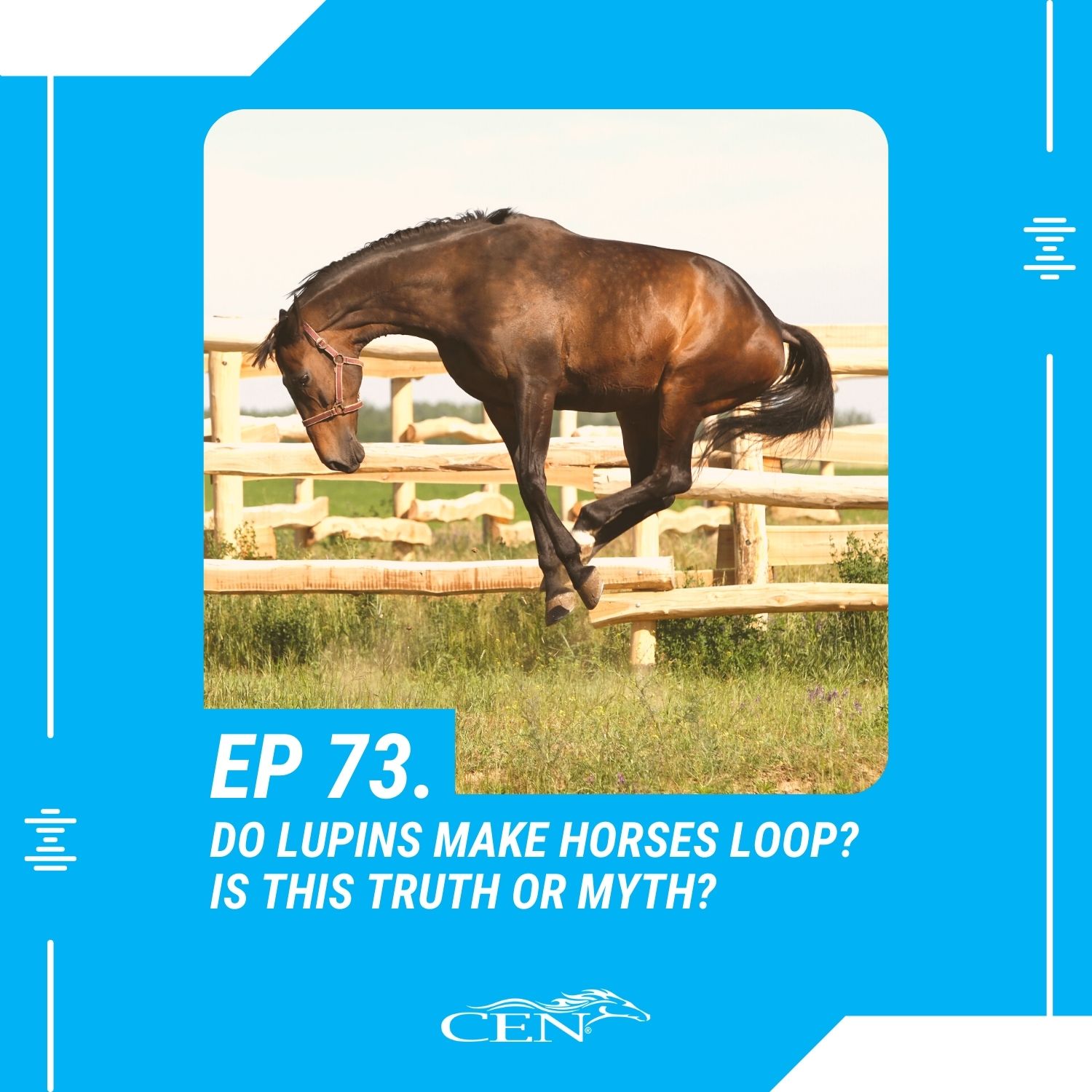 DO LUPINS MAKE HORSES LOOP Is this truth or myth