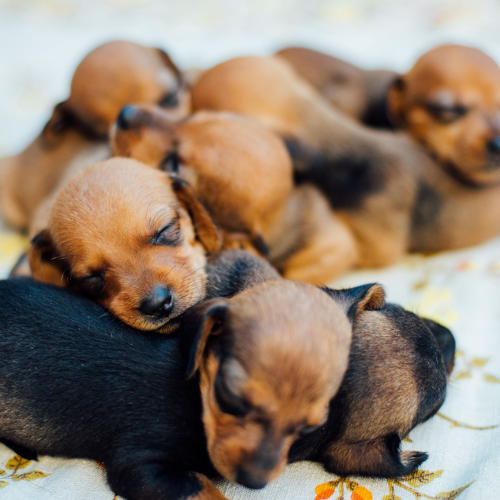 Are you a breeder- CEN Dog Nutrition